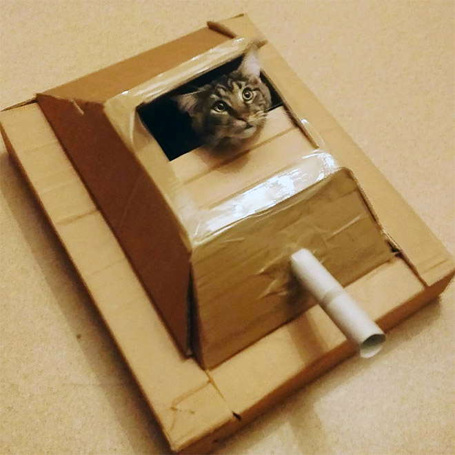 Cat in a cardboard tank.