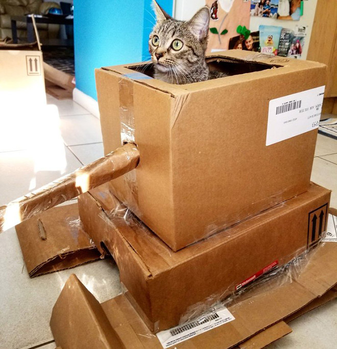 Cat in a cardboard tank.