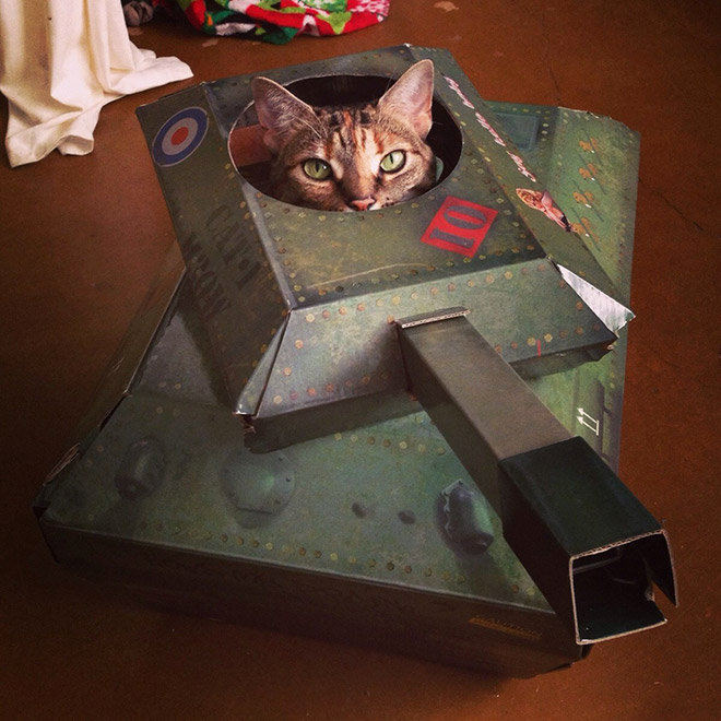 Cat in a cardboard tank.