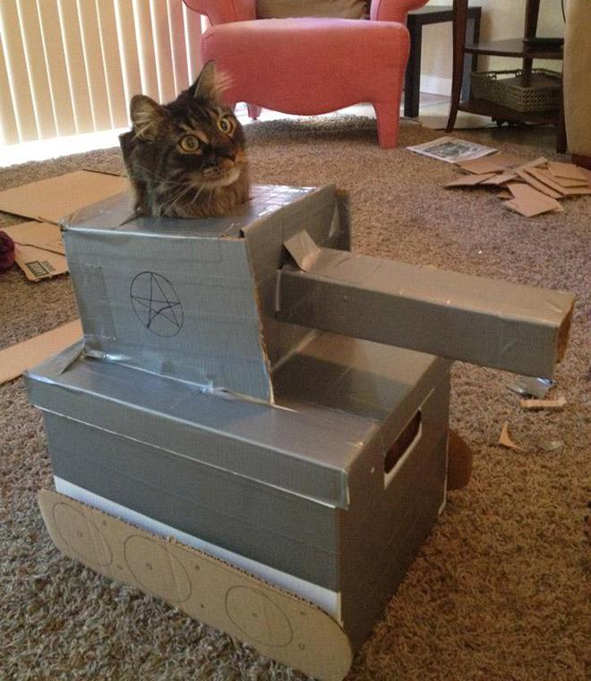 Cat in a cardboard tank.