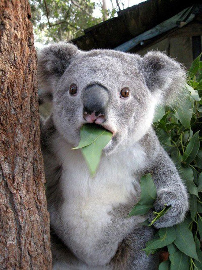 This koala hates you.