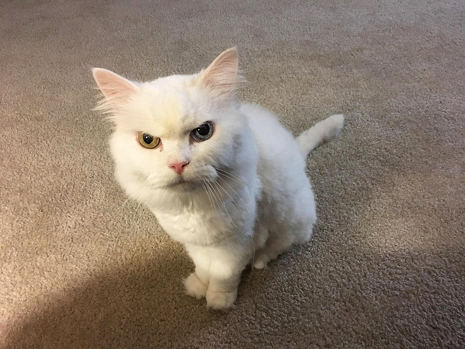 This cat hates you.