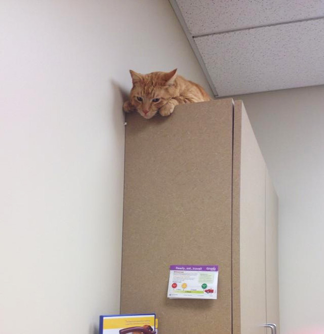 Poor scared cat hiding from the vet.