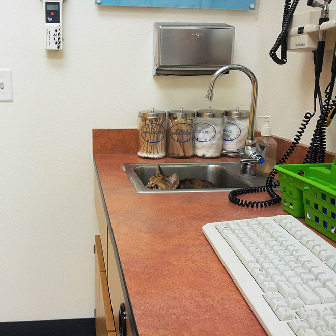 Poor scared cat hiding from the vet.