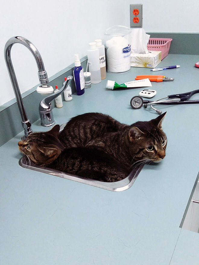 cat hiding after vet visit