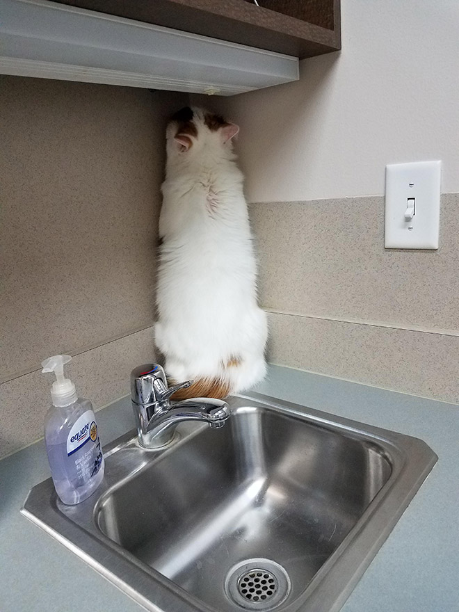 Poor scared cat hiding from the vet.