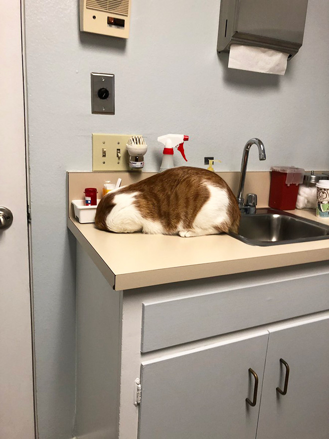 Poor scared cat hiding from the vet.