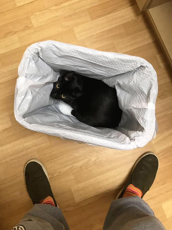 Poor scared cat hiding from the vet.