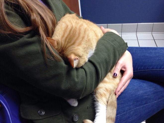 Drama queen cat hiding from the vet.