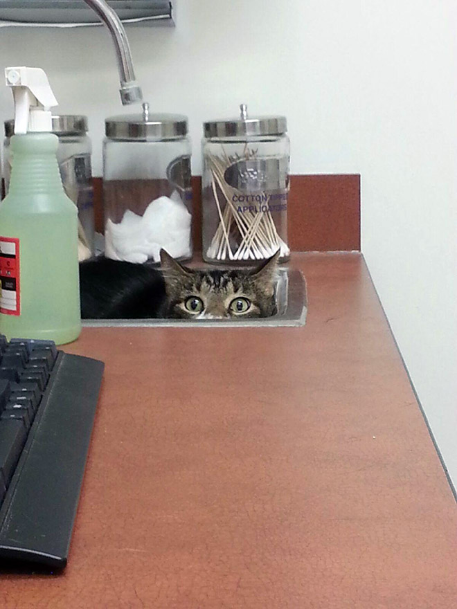 Poor scared cat hiding from the vet.