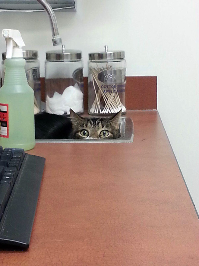 Poor scared cat hiding from the vet.