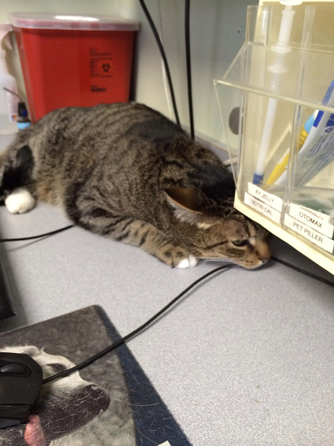 Drama queen cat hiding from the vet.