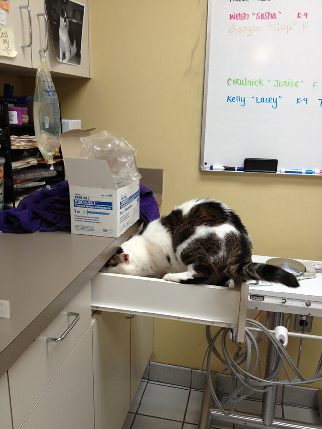 Drama queen cat hiding from the vet.