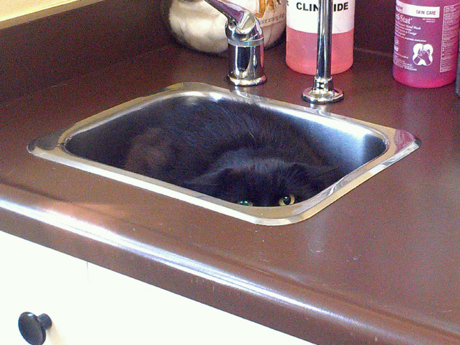 Drama queen cat hiding from the vet.