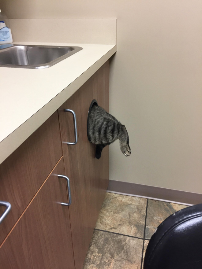 Drama queen cat hiding from the vet.