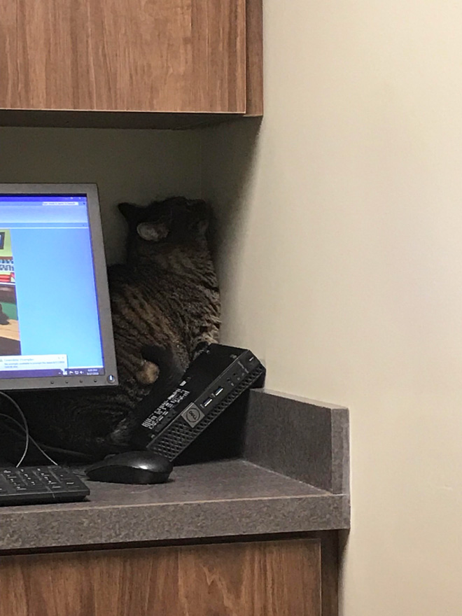 Drama queen cat hiding from the vet.