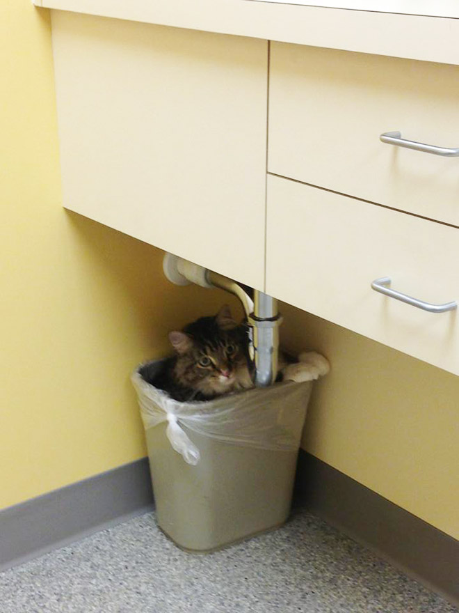 Drama queen cat hiding from the vet.