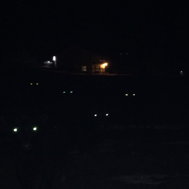 Creepy cows in the dark.