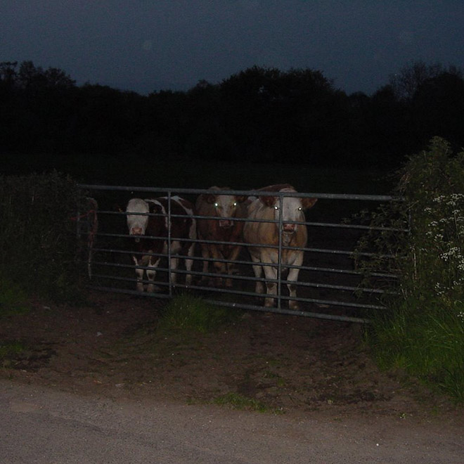 Cows at night look creepy.