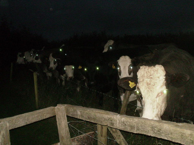 Creepy cows in the dark.