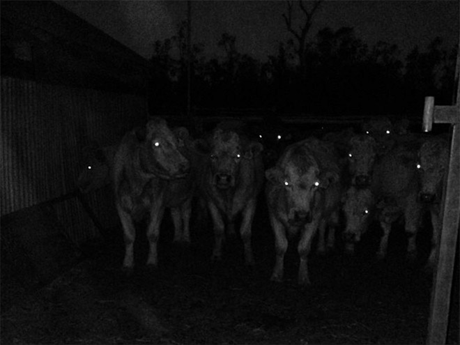 Creepy cows at night.