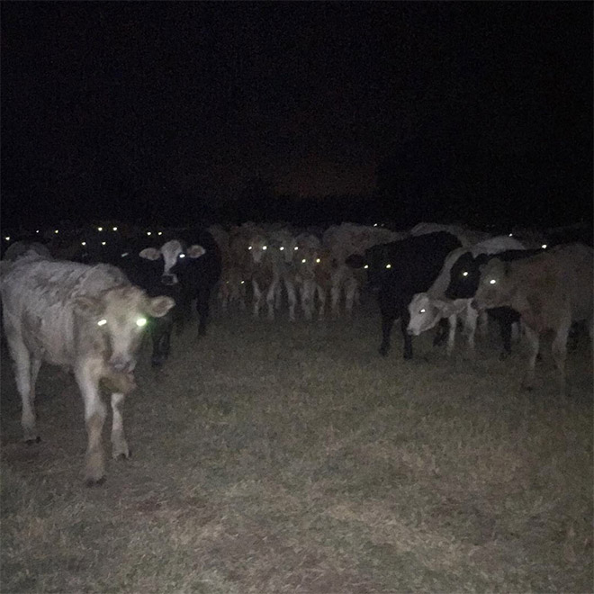 Cows at night look devilish.