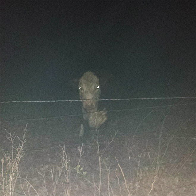 Creepy cow in the dark.