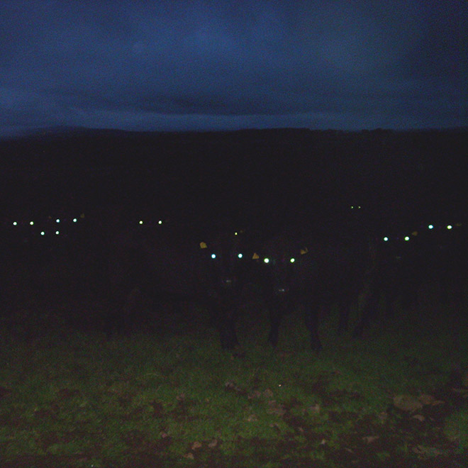 Creepy cows in the dark.