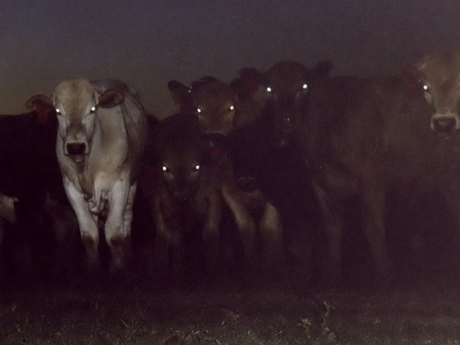 Demon cows staring right into your soul.