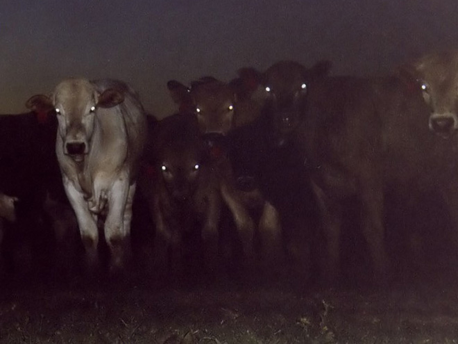 Demon cows staring right into your soul.