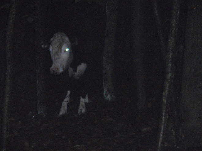 Cows at night look horrifying.