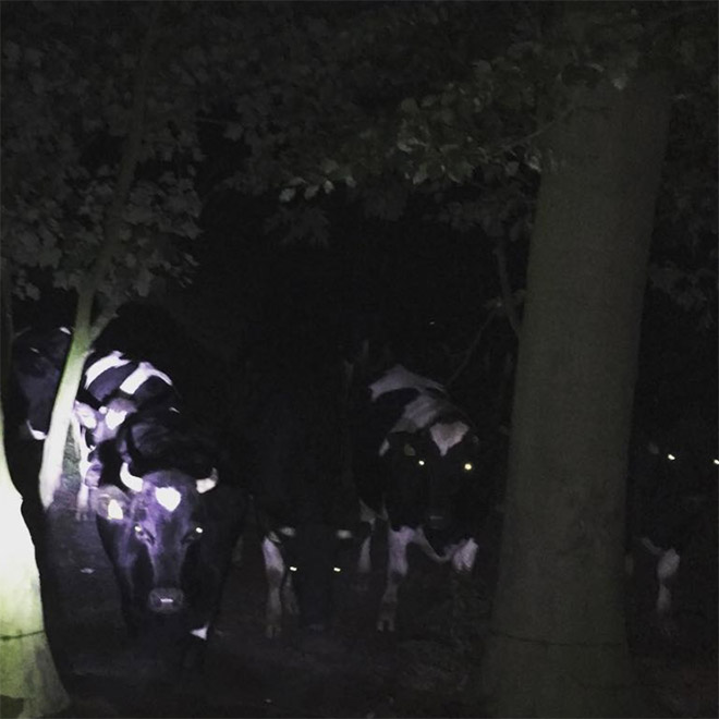 Creepy cows standing in the dark.