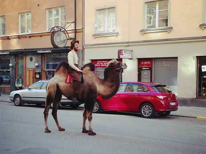 Crazy hipster riding a camel.