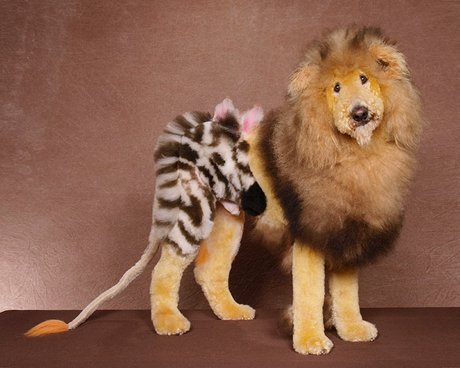 Stunning example of crazy dog grooming.