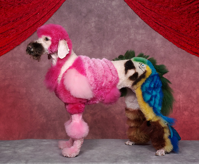 Stunning example of crazy dog grooming.