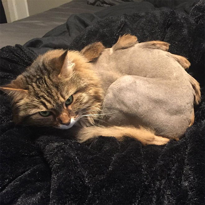 Weird viral trend: dinosaur cat haircut.
