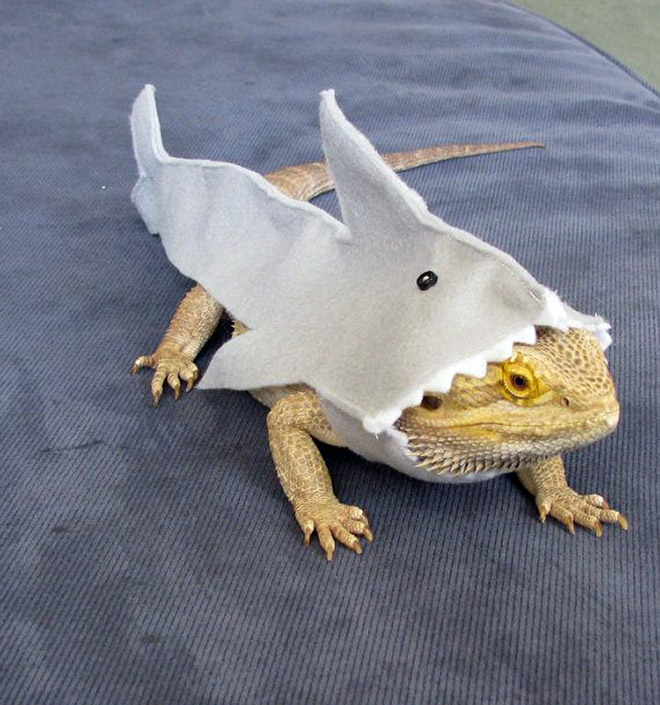 You Know What's Gaining Popularity? Lizard Costumes.