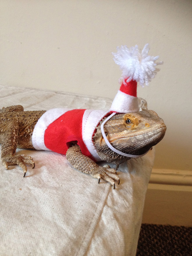 Pet lizard in a funny costume.