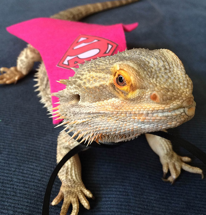 Pet lizard in a funny costume.