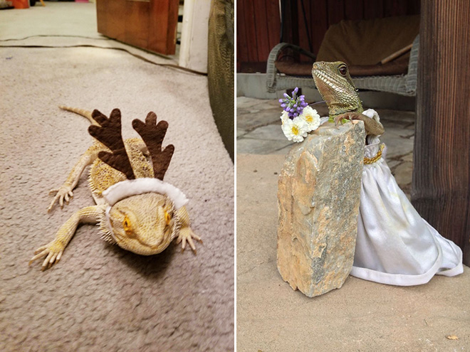 Pet lizard in a funny costume.