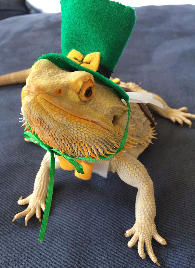 Pet lizard in a funny costume.