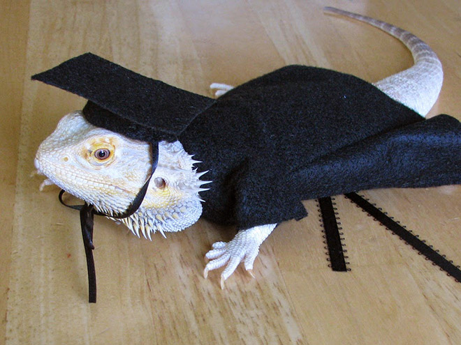 Pet lizard in a funny costume.