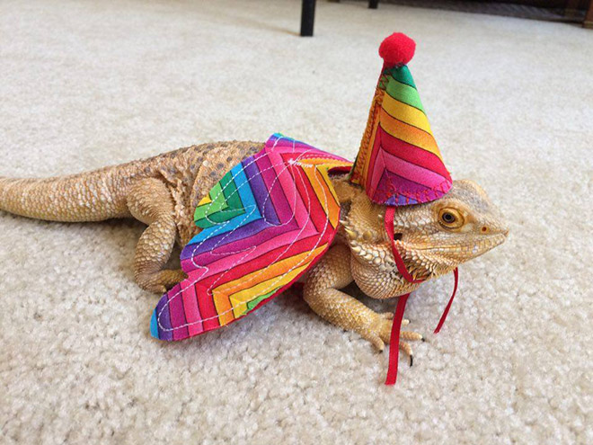 Pet lizard in a funny costume.