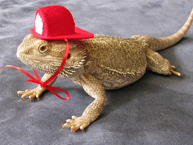 Pet lizard in a funny costume.