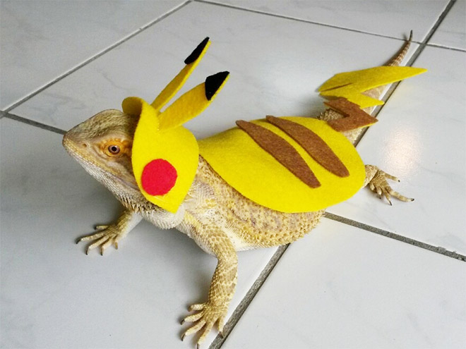 Pet lizard in a funny costume.