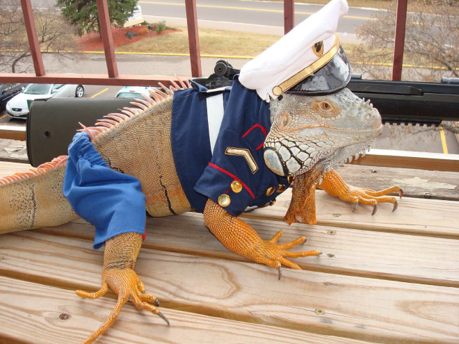 Pet lizard in a funny costume.