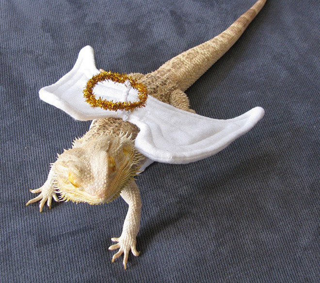 Pet lizard in a funny costume.