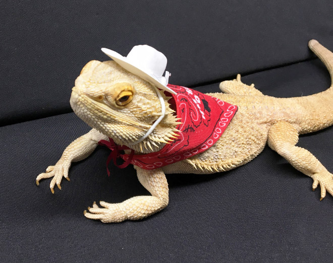 Pet lizard in a funny costume.