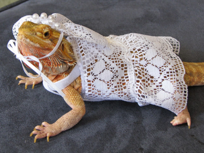 Pet lizard in a funny costume.