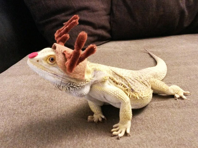 Pet lizard in a funny costume.